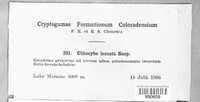 Laccaria laccata image